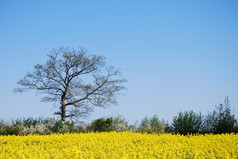 橡木树开花黄色的油菜籽场