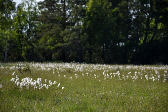 美丽的棉花草视图夏天视图与开花棉花草的瑞典岛奥兰