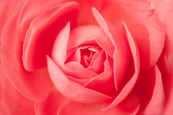 特写镜头粉红色的玫瑰软模糊散景纹理柔和的颜色为背景前面前摄影美丽的自然热粉红色的樱红色玫瑰特写镜头粉红色的玫瑰软模糊散景纹理柔和的颜色为背景前面前摄影