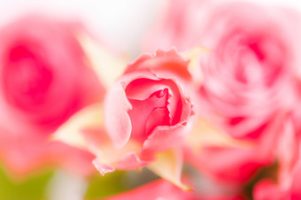 特写镜头粉红色的樱红色玫瑰软模糊散景纹理柔和的颜色为背景美丽的自然热粉红色的樱红色玫瑰特写镜头粉红色的樱红色玫瑰软模糊散景纹理柔和的颜色为背景