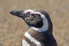 殖民地以麦哲伦命名的企鹅高峰通博阿根廷南美国