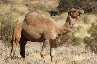 阿拉伯骆驼北部领土澳大利亚
