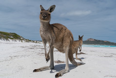角大国家公园西方澳大利亚袋鼠的白色海滩幸运的湾角大国家公园西方澳大利亚