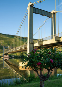 桥穿越的摩泽尔河关闭wehlen德国