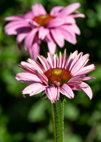 松果菊紫锥菊紫竹花夏天