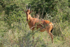大羚羊Alcelaphus勒维尔默奇森瀑布国家公园乌干达