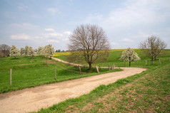 全景图像草地果园与开花树bergisches土地德国