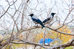 连帽乌鸦乌鸦座cornix大多数常见的连帽乌鸦更大的大小的烟而且道但两个次小比乌鸦