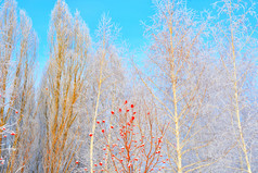 树冬天覆盖与雪和霜