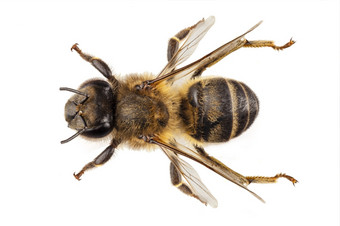 蜜蜂物种apimellifera常见的的名字西方蜂蜜蜜蜂欧洲蜂蜜蜜蜂蜜蜂物种apimellifera常见的的名字西方蜂蜜蜜蜂欧洲蜂蜜蜜蜂孤立的白色背景