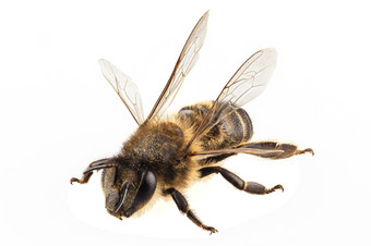 蜜蜂物种apimellifera常见的的名字西方蜂蜜蜜蜂欧洲蜂蜜蜜蜂蜜蜂物种apimellifera常见的的名字西方蜂蜜蜜蜂欧洲蜂蜜蜜蜂孤立的白色背景