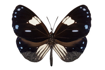 蝴蝶物种尤普洛亚radamanthus常见的的名字喜鹊乌鸦蝴蝶物种尤普洛亚radamanthus常见的的名字喜鹊乌鸦孤立的白色背景