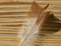 羽毛的木板材