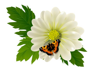 花和蝴蝶孤立的白色背景