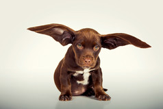 可爱的小狗与巨大的耳朵数字操纵