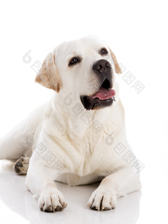 美丽的拉布拉多寻回犬品种说谎地板上孤立的白色背景