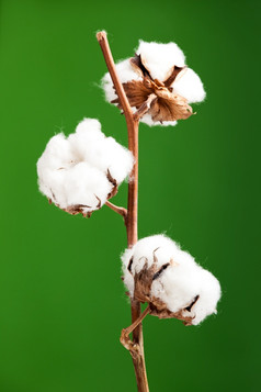 棉花植物孤立的在绿色背景