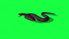 插图python蛇与绿色屏幕背景