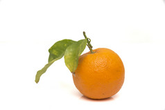 成熟的橙色白色背景