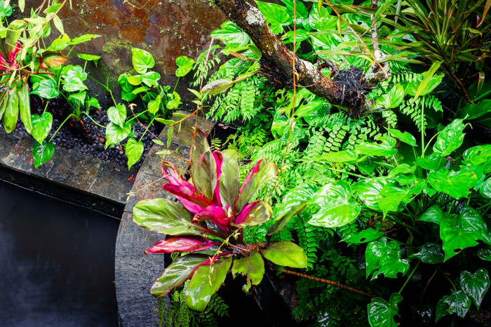 长满青苔的湿墙和热带植物多雨的季节热带自