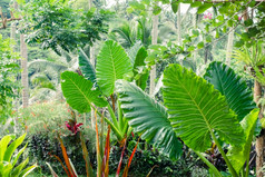 令人惊异的热带植物和花幻想热带雨林巨大的阿洛卡西亚贝母树叶子
