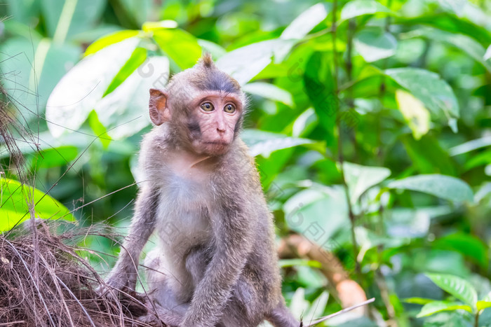 可爱的猴子婴儿看周围crab-eating长尾短尾猿猴子。fascicularis有趣的异国情调的动物他们的自然栖息地巴厘岛印尼