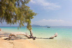 树和白色沙子海滩KOH克拉丹页省泰国
