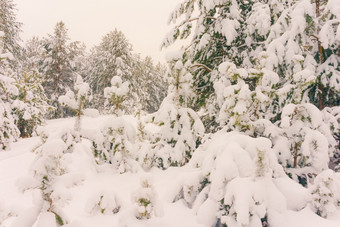 寒冷的景观风景与平县和森林雪景观背景为复古的圣诞节卡冬天树仙境冬天场景圣诞节新一年背景冬天的演讲