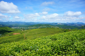 令人印象深刻的景观大叻越南阳光明媚的一天令人惊异的多云的天空链山远走了茶树行行美丽的茶种植园美妙的国家视图为年旅行