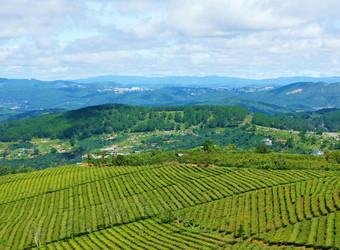 令人印象深刻的景观大叻越南阳光明媚的一天令人惊异的多云的天空链山远走了茶树行行美丽的茶种植园美妙的国家视图为年旅行