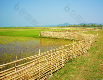 美丽的越南农村绿色帕迪场与竹子栅栏下天空越南农村的地方为生态旅游与新鲜的空气美场景不错的农业农场