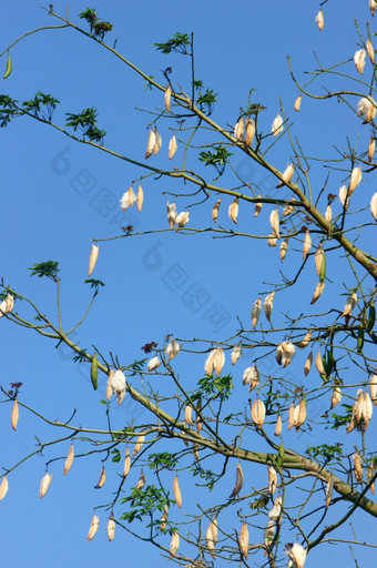丝绸棉花树科学的名字雪松戊二醇下蓝色的天空木棉树布鲁姆白色花这开花使枕头