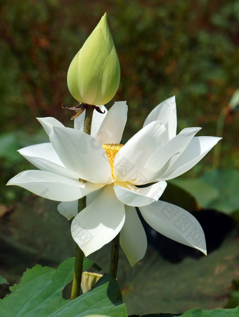 越南花纯白色莲花花象征越南湄公河δ特写镜头美丽的布洛索姆花巴德绿色背景