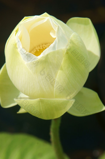 越南花纯白色莲花花象征越南湄公河δ特写镜头美丽的布洛索姆花巴德绿色背景