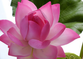 人工花手工制作的粘土莲花花与绿色叶和粉红色的花瓣Diy艺术产品为首页装饰关闭艺术作品白色背景
