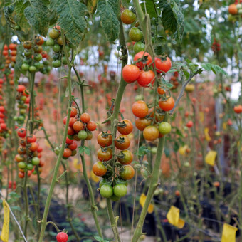 安全蔬菜农场年越南南<strong>红色</strong>的番茄与高<strong>科技</strong>农业温室令人惊异的番茄花园使安全食物
