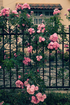 美丽的栅栏首页大叻越南攀爬玫瑰格子前面的房子群粉红色的花与绿色叶从玫瑰丛使不错的视图年城市花为越南南旅游
