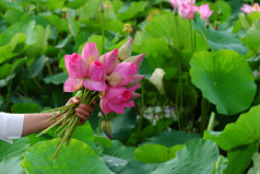 女人手持有莲花花花束只是收获从莲花池塘粉红色的花美丽的绿色场背景