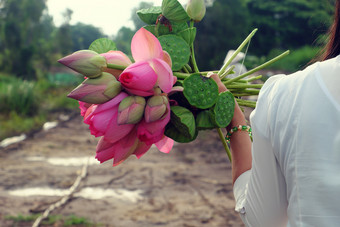 女人手持有<strong>莲</strong>花花花束只是收获从<strong>莲</strong>花池塘粉红色的花美丽的绿色场背景