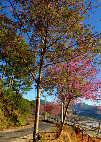 <strong>美丽</strong>的<strong>风景</strong>从旅行目的地年越南南<strong>春天</strong>行樱花开花树小街下蓝色的天空早....樱桃开花花粉红色的使美妙的景观