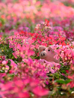 令人惊异的令人兴奋的场景与手工制作的粉红色的小猪隐藏天竺葵花花园关闭拍摄针织猪脸在色彩斑斓的春天花与模糊背景