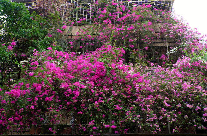 令人惊异的房子谁警察局城市越南与粉红色的叶子花属花封面外观建筑花格子装饰为前面房子使浪漫的前面视图西贡越南