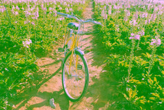 美丽的景观为年旅行春天黄色的自行车色彩斑斓的贝尔花花园一天植物区系布鲁姆充满活力的使美妙的的地方为之旅