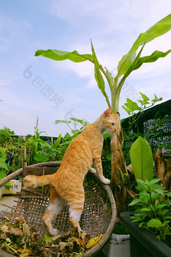 可爱的黄色的猫站竹子篮子下香蕉树屋顶<strong>花园城市</strong>房子谁警察局<strong>城市</strong>越南