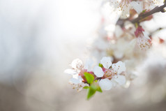 花苹果拍摄与模糊焦点花苹果