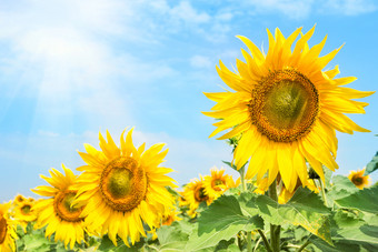 明亮的开花向日葵花下的明亮的夏天太阳夏天景观的概念新一天增长和发展明亮的开花向日葵花下的明亮的夏天太阳