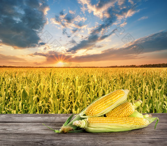 成熟的玉米表格的背景玉米田日落夏天拼贴画的概念丰富的收获和自然食物成熟的玉米表格的背景玉米田日落