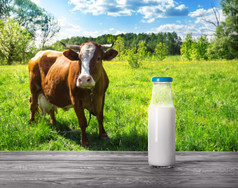 瓶牛奶木表格与棕色（的）牛的背景的概念自然产品和健康的食物瓶牛奶木表格与棕色（的）牛的背景