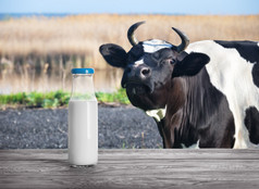 瓶牛奶木表格与牛的背景的概念自然产品和健康的食物瓶牛奶木表格与牛的背景