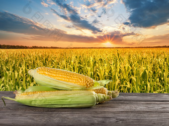 <strong>一些</strong>成熟的黄色的玉米木董事会对玉米田背景的概念农业<strong>一些</strong>成熟的黄色的玉米木董事会对玉米田